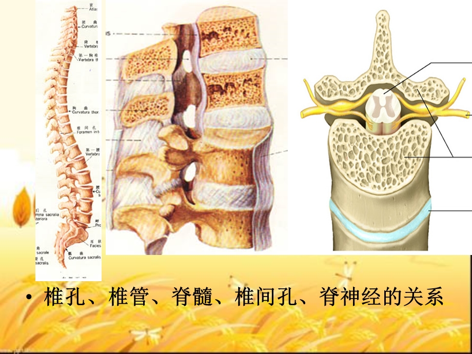 人体解剖学之人体解剖图课件.ppt_第3页