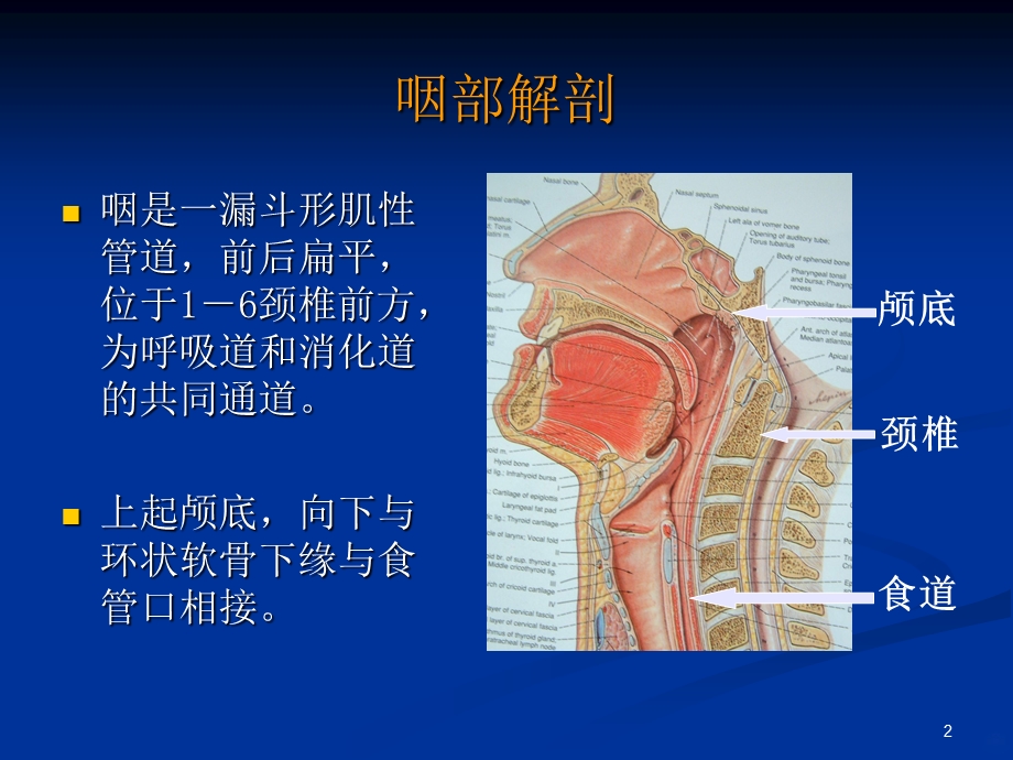 咽喉解剖和急慢性扁桃体炎课件.ppt_第2页