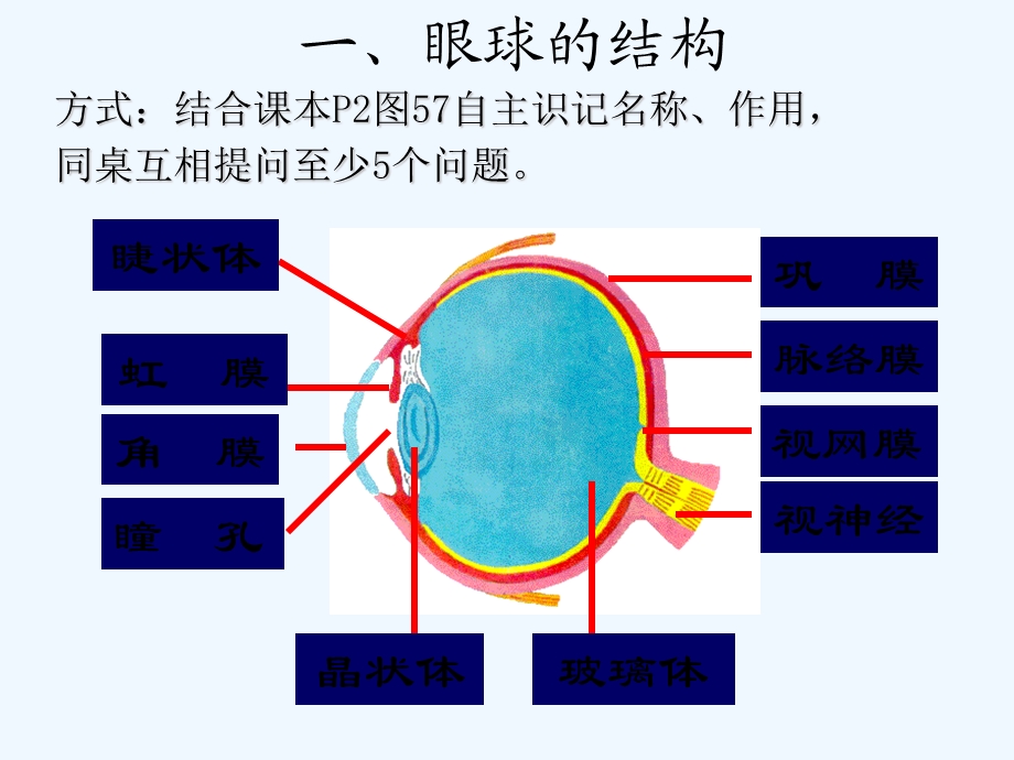 人体对外界环境的感知（复习）课件.ppt_第3页