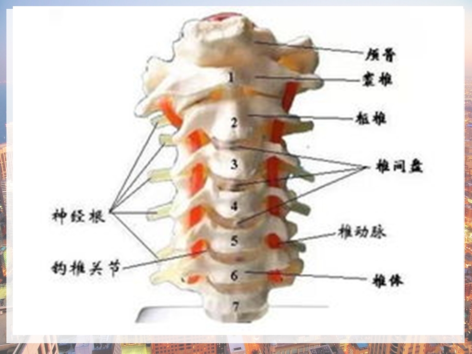 颈椎病诊疗及康复锻炼课件.pptx_第3页