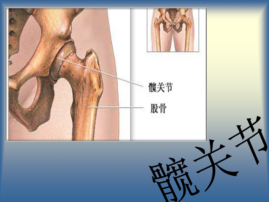 髋关节及其常见病课件.ppt_第1页