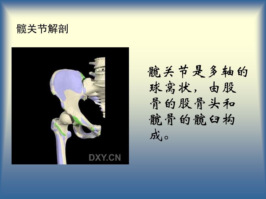 髋关节及其常见病课件.ppt_第3页