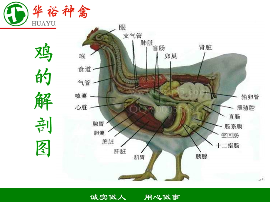 鸡只剖检的基础知识课件.ppt_第3页