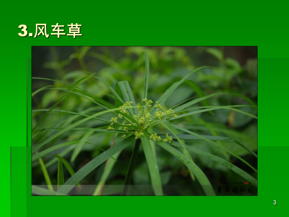 20种植物识别课件.ppt_第3页