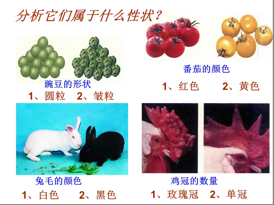 八年级生物下册复习课件.ppt_第2页