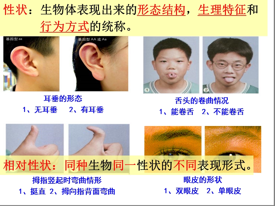 八年级生物下册复习课件.ppt_第3页