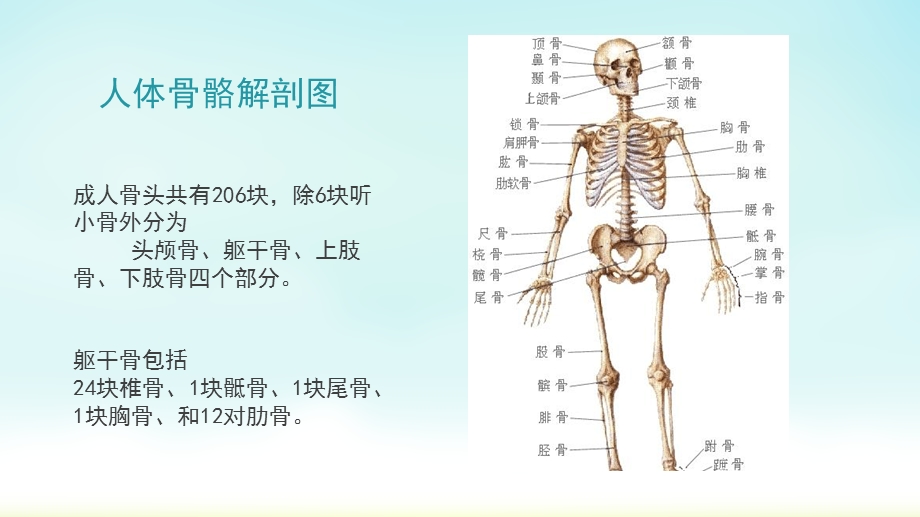 骨科上肢基础知识与护理课件.pptx_第3页