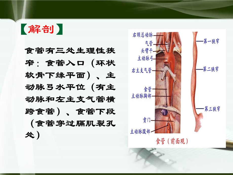 食管癌课件.ppt_第2页