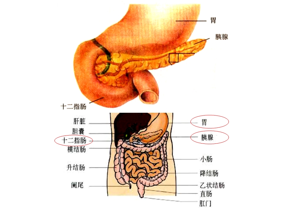 通过神经系统的调节 有动画课件.ppt_第3页