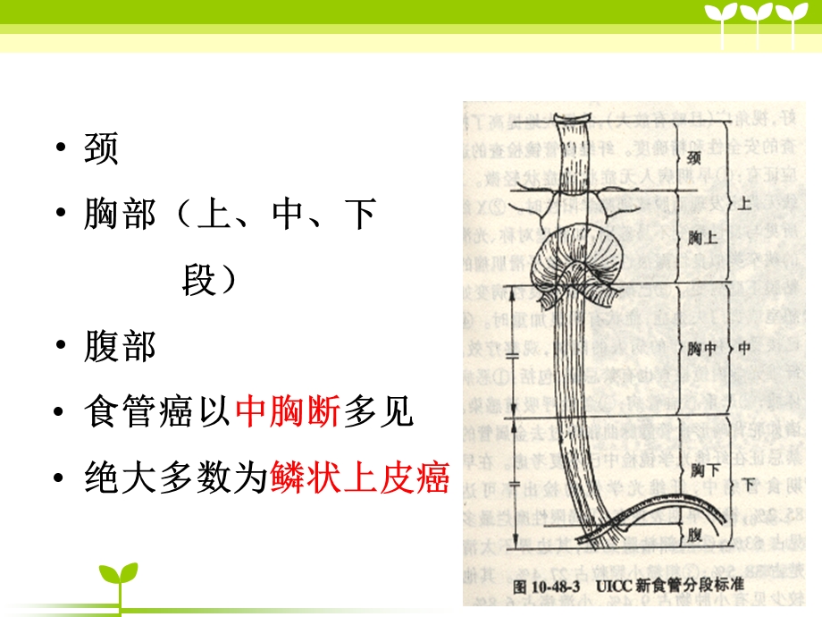 食管癌护理课件.ppt_第3页