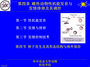 动物繁殖学第10讲卵子发生及其形态结构与体外保存课件.ppt