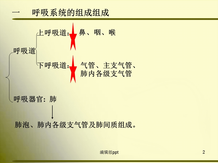 人体解剖学呼吸系统课件ppt.ppt_第2页