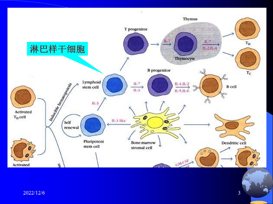 医学免疫学—淋巴细胞课件.ppt_第3页