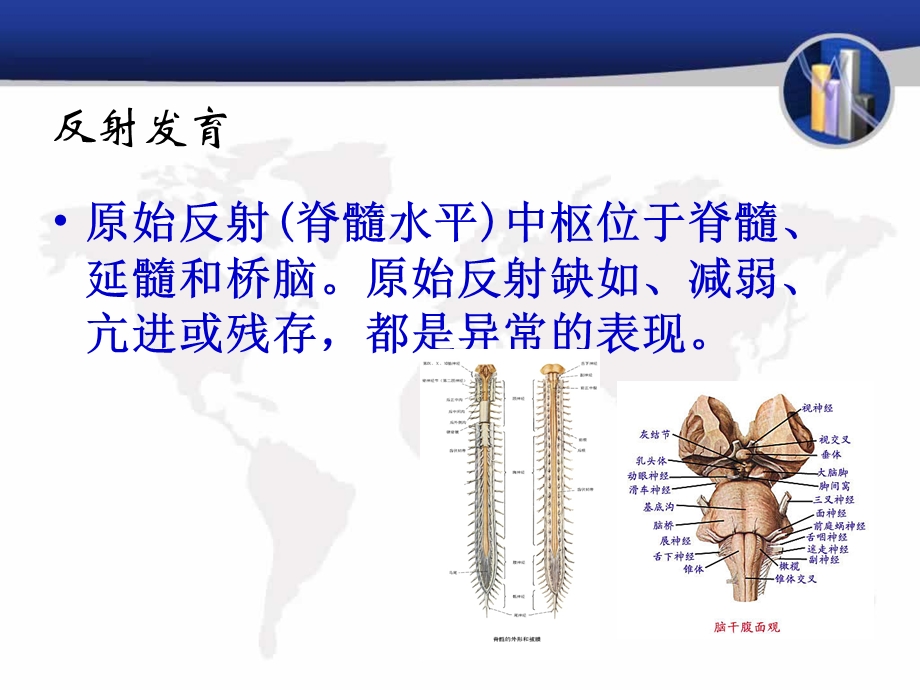 原始反射及肌张力判定课件.ppt_第3页