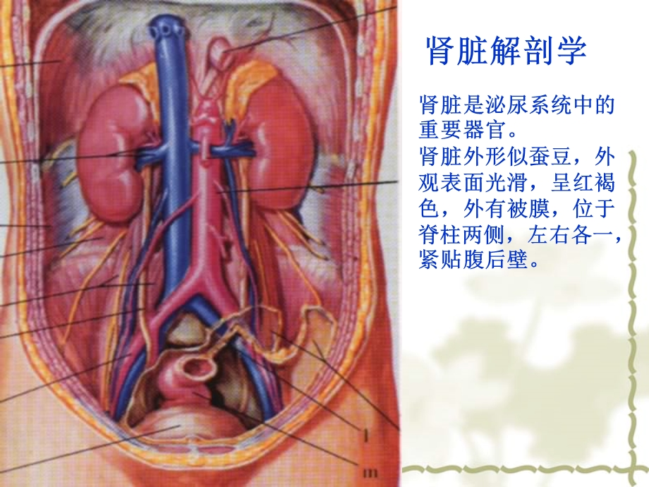 11章泌尿系统疾病的营养治疗课件.ppt_第2页