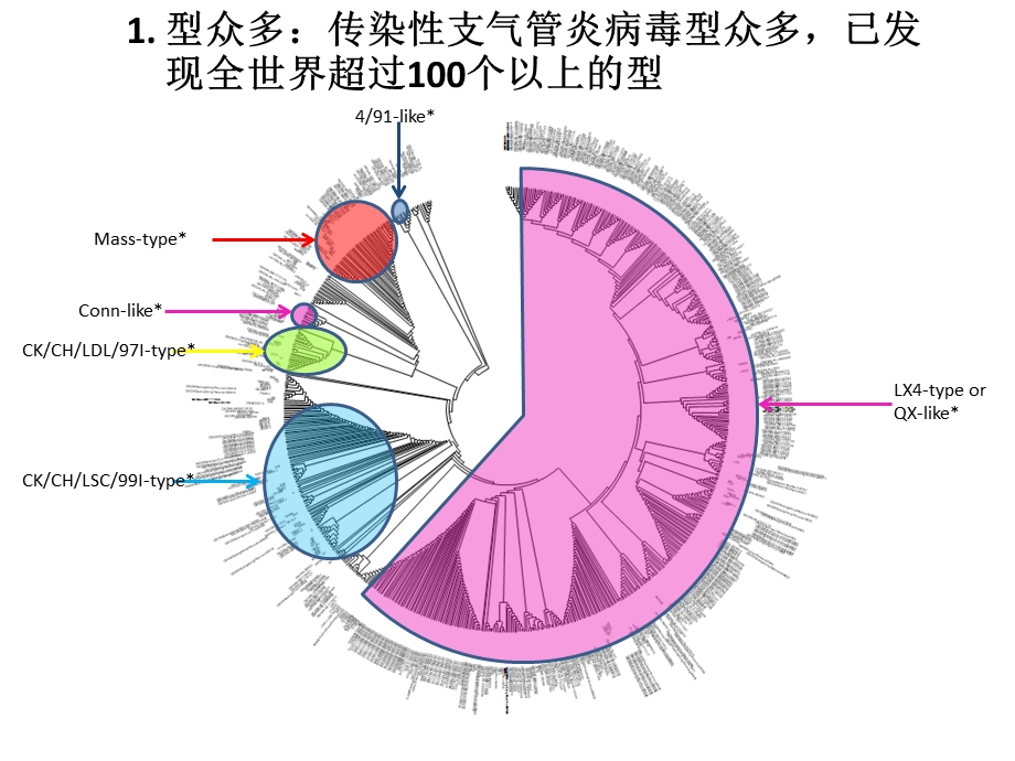 鸡传染性支气管炎课件.pptx_第3页