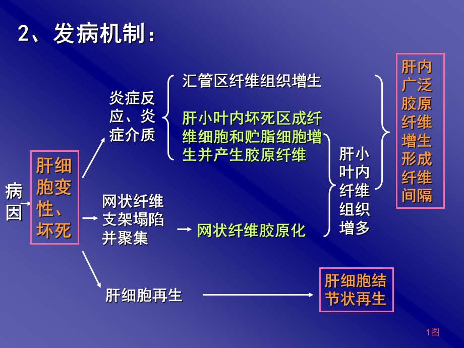 假小叶形成课件.ppt_第3页