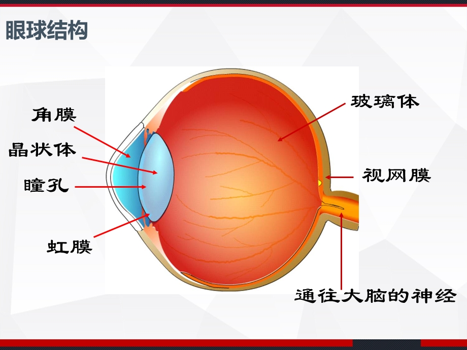 预防近视主题班会珍爱眼睛保护视力课件.ppt_第3页