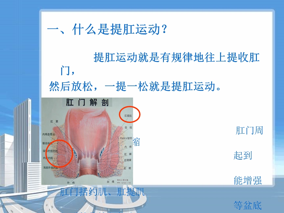 提肛运动演示PPT课件.ppt_第2页