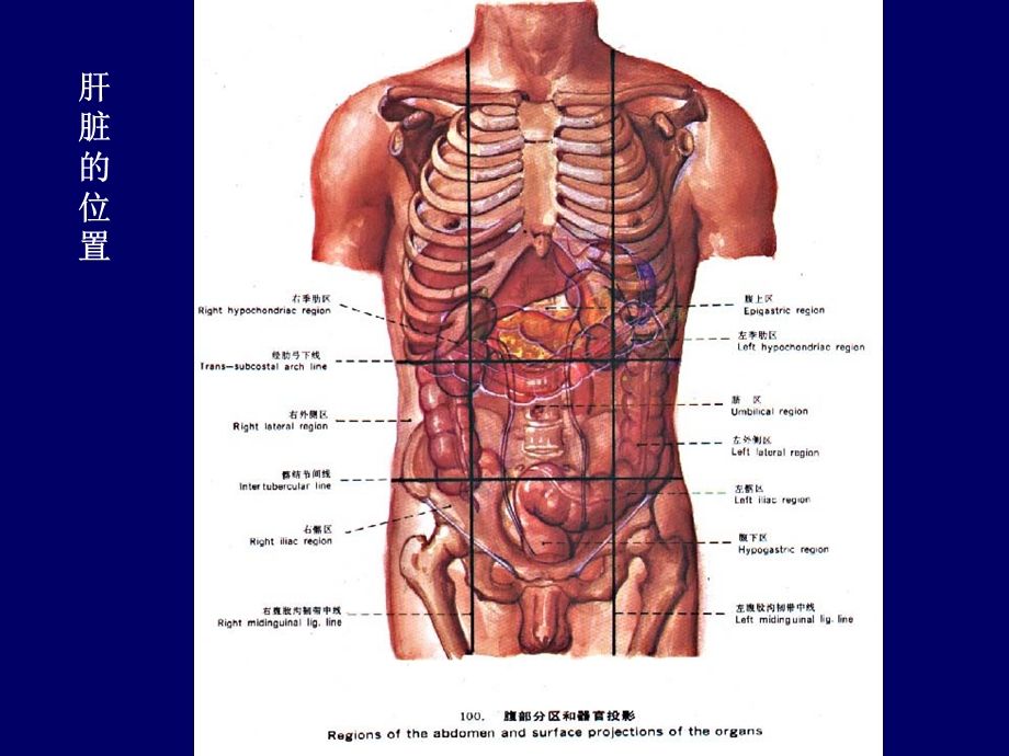 肝脏胆道系统解剖课件.ppt_第2页