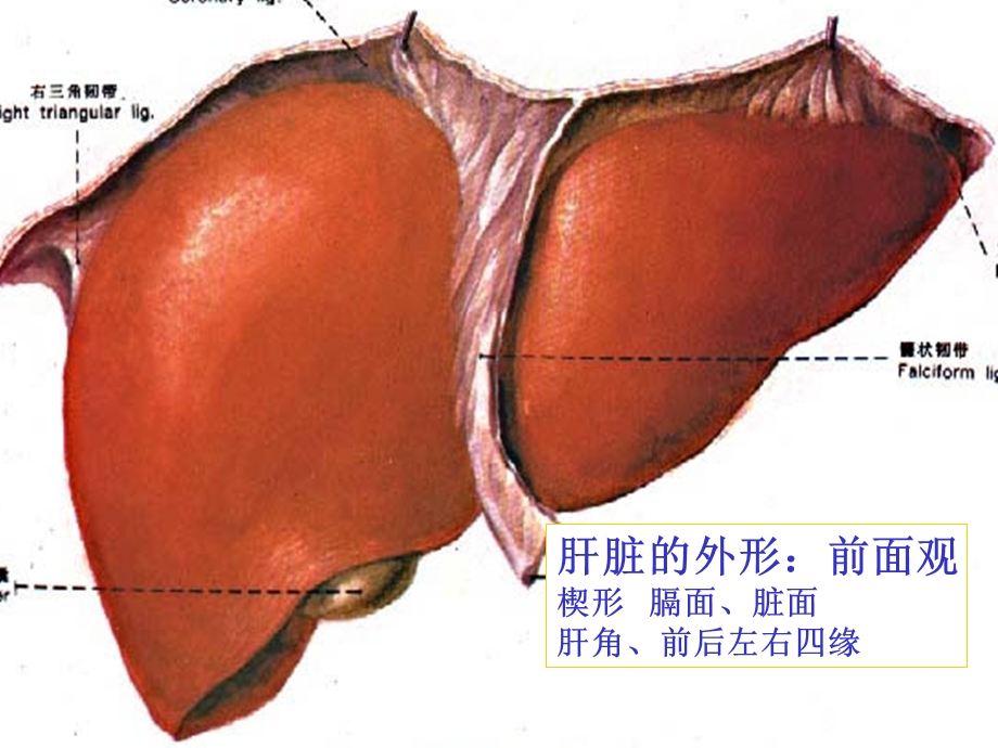 肝脏胆道系统解剖课件.ppt_第3页