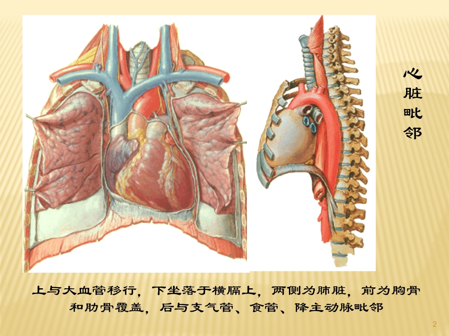 心脏重症超声课件.ppt_第2页