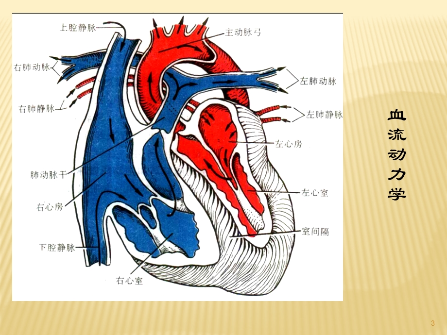 心脏重症超声课件.ppt_第3页