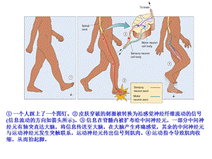 平衡觉传导通路课件.ppt