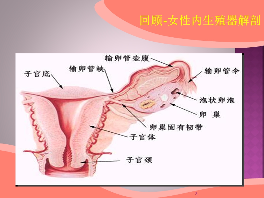 异位妊娠讲课比赛课件.ppt_第3页