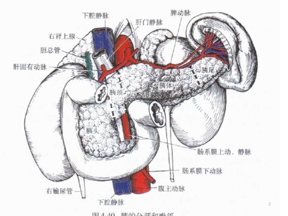 胰腺疾病课件.ppt_第2页