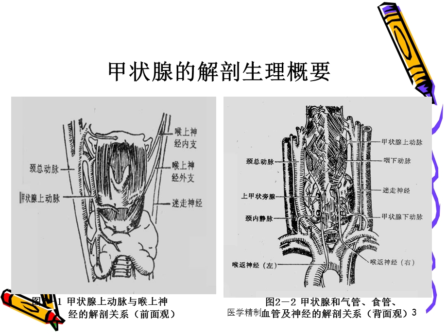 甲状腺疾病病人的护理ppt(内容详细)课件.ppt_第3页