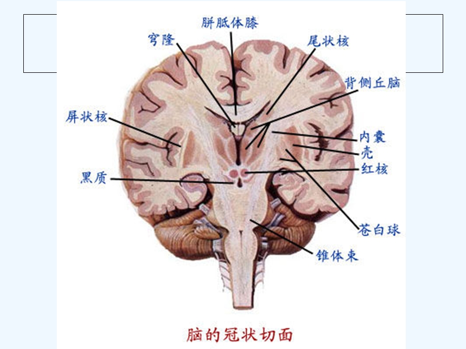 神经外科教学课件.ppt_第3页