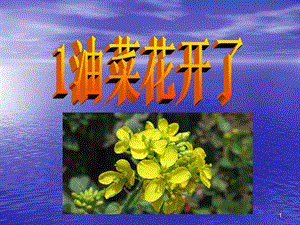 油菜花开了课件.ppt