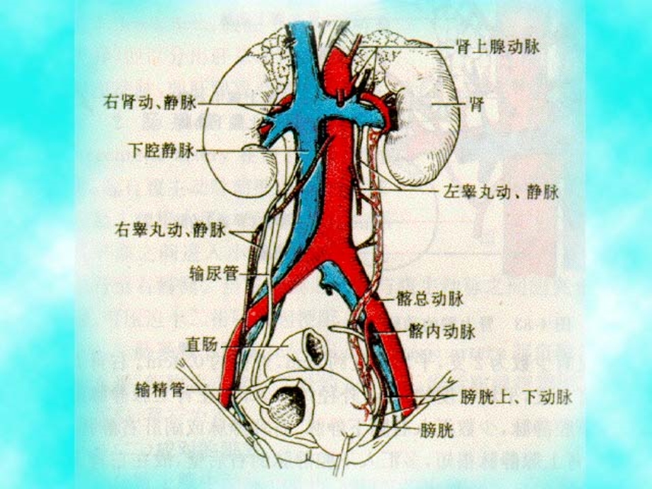 泌尿、男性生殖系统外科检查及诊断课件.ppt_第3页