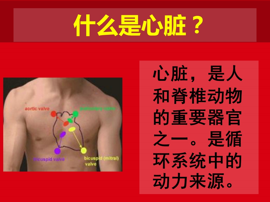 心脏保健知识课件.ppt_第2页