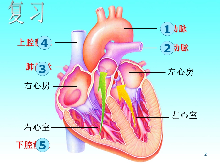 血液循环途径课件.ppt_第2页