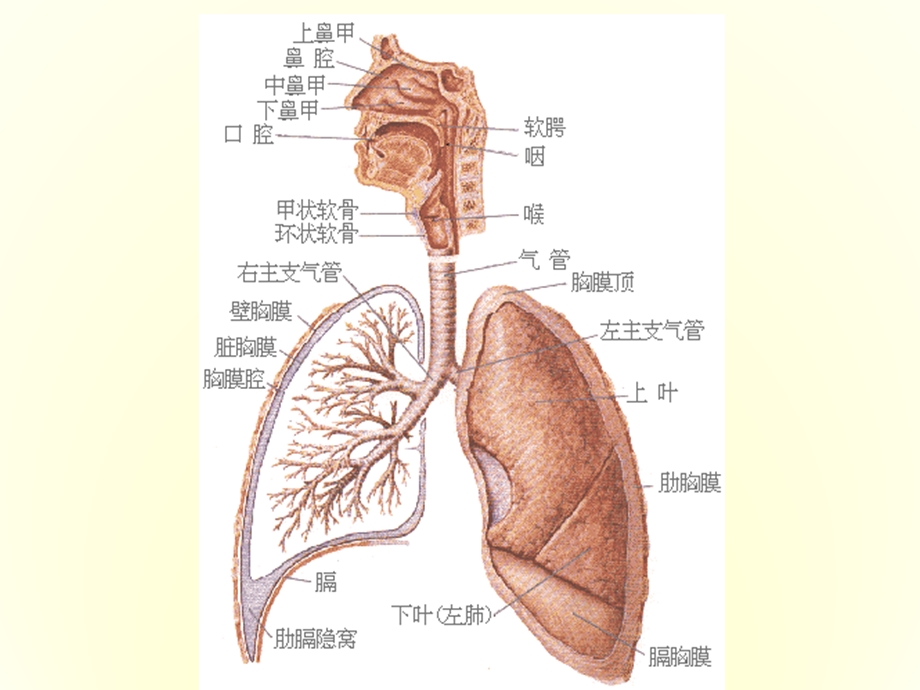 肺部解剖及肺循环相关病变课件.ppt_第3页