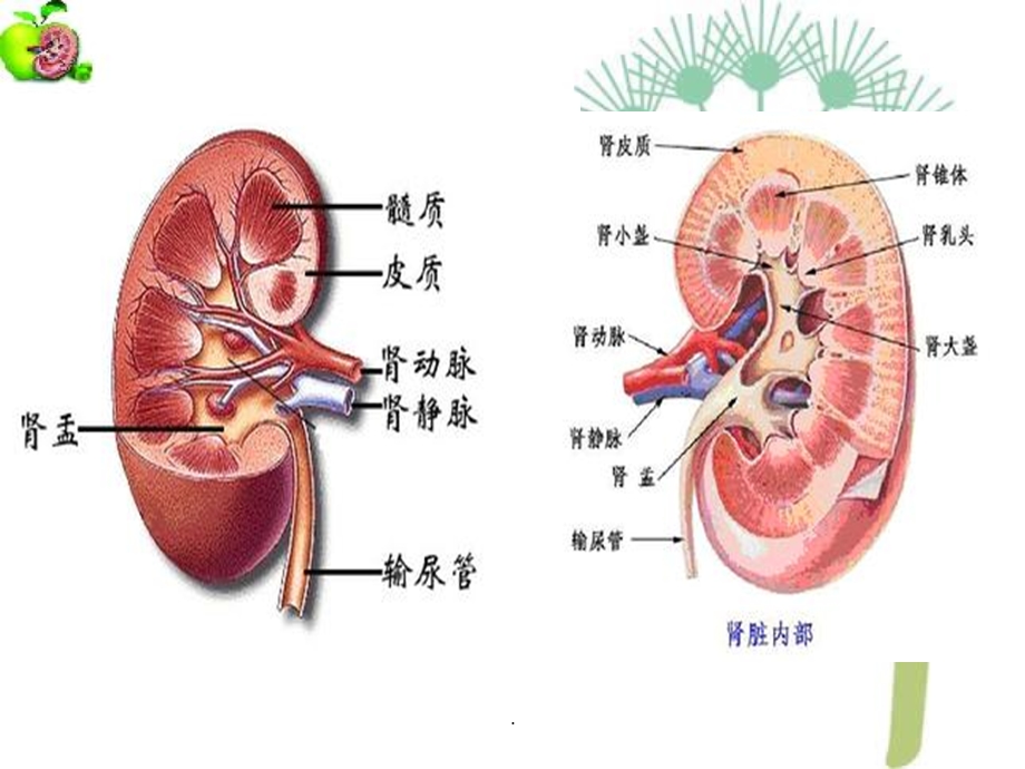 肾先天反常超声诊断课件.ppt_第3页