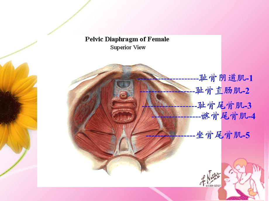 盆底功能康复演示ppt课件.ppt_第3页