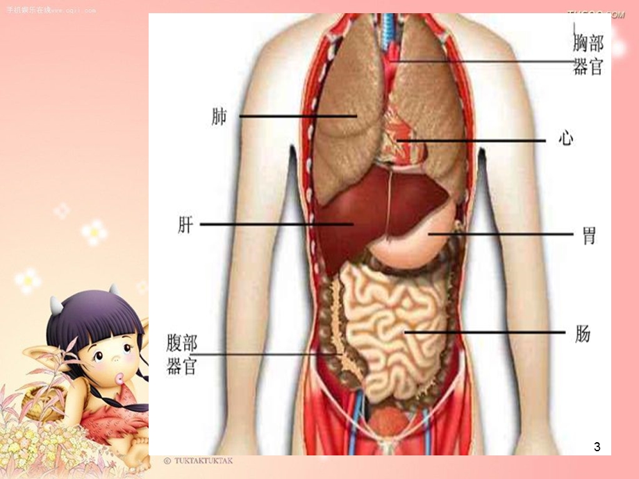 小学生身体器官课件.ppt_第3页