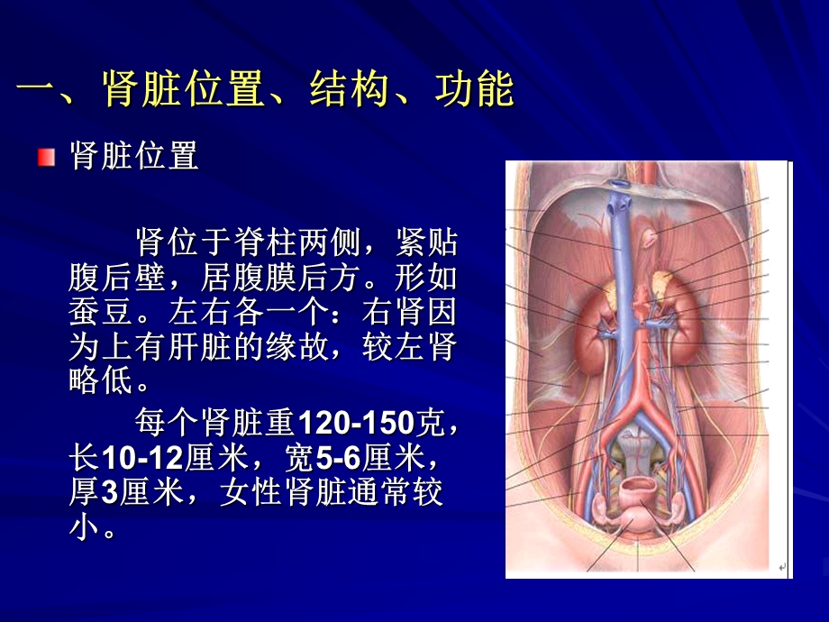 肾功能的检测与临床意义课件.ppt_第2页