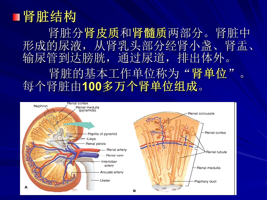 肾功能的检测与临床意义课件.ppt_第3页