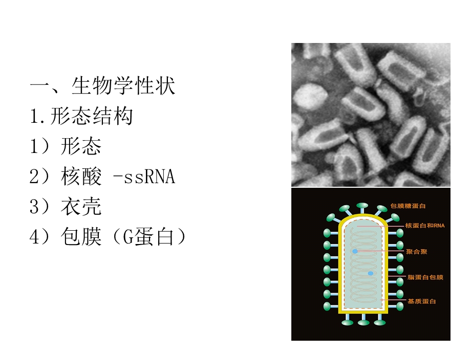 狂犬病毒课件.ppt_第2页