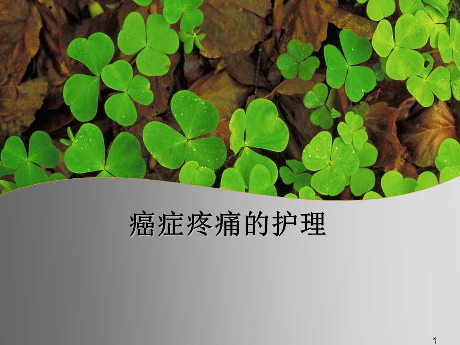 癌症疼痛的护理课件.ppt_第1页