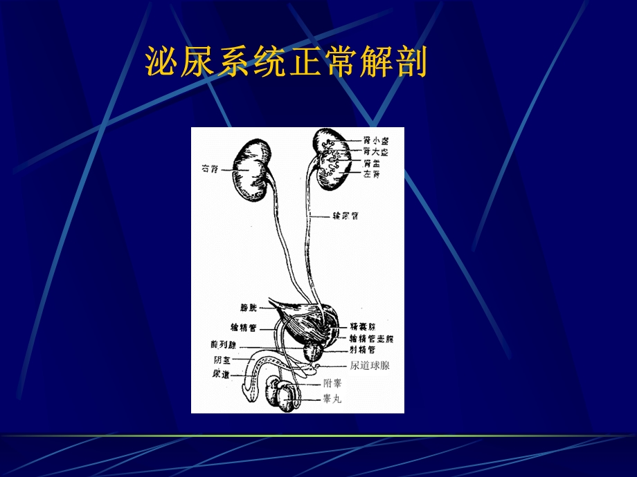 泌尿系统梗阻课件.ppt_第2页