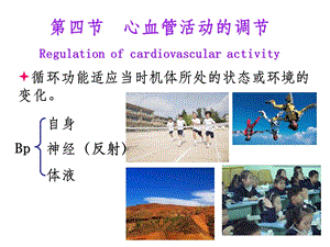 循环生理学课件.ppt