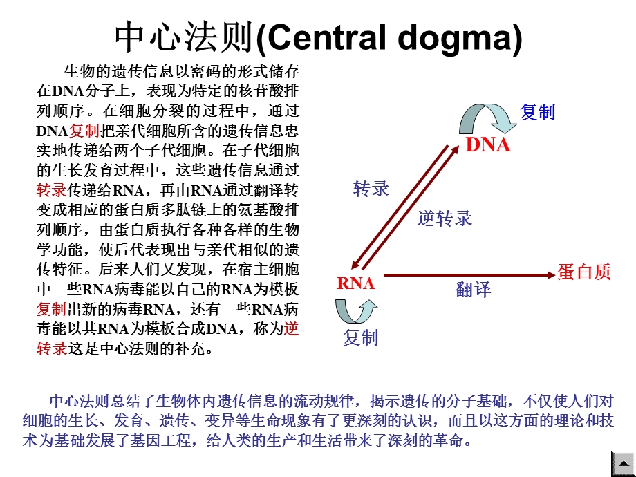 大学教程DNA生物合成课件.ppt_第2页