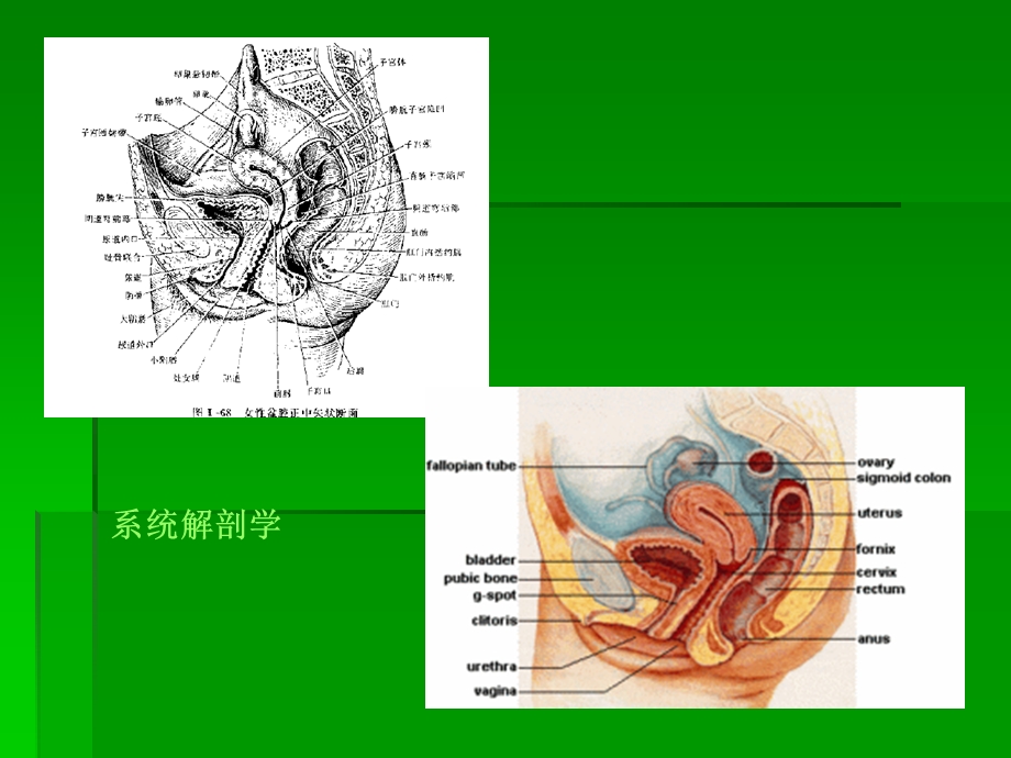 子宫颈疾病的解剖课件.ppt_第2页