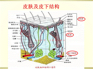 皮肤软组织感染课件.ppt