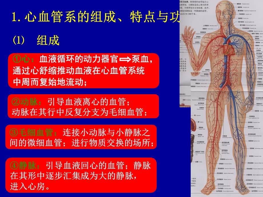 心血管系统课件.ppt_第3页